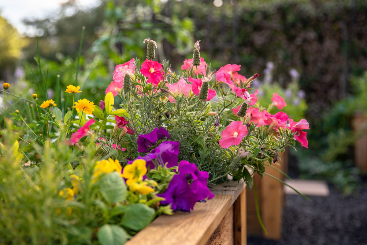 A Beginner's Guide to Planting Flower Beds