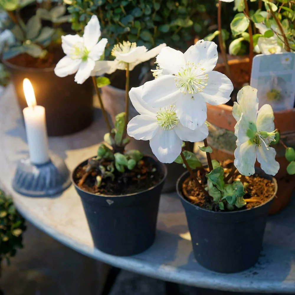 The Fascinating Story Of The Christmas Rose