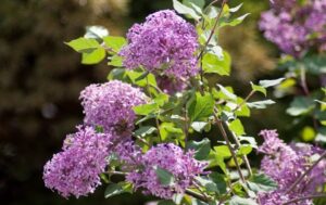Reblooming Plants: Get the Encore Youre Looking for in Your Landscape with These Repeat Bloomers