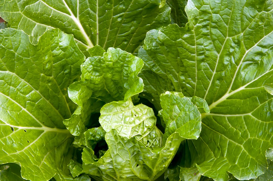 How to Plant, Grow, and Harvest Chinese Cabbage