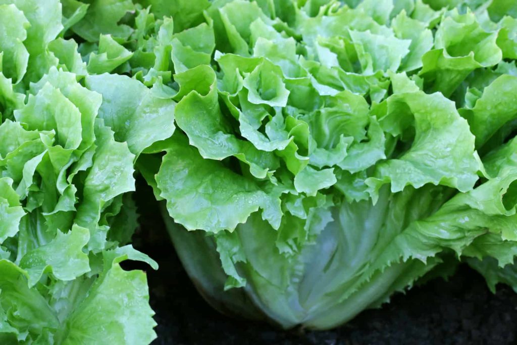 How to Plant and Grow Endive and Escarole
