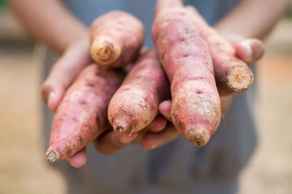 How to Harvest and Store Sweet Potatoes