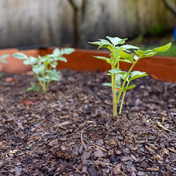 A Beginner's Guide to Gardening for Beginners