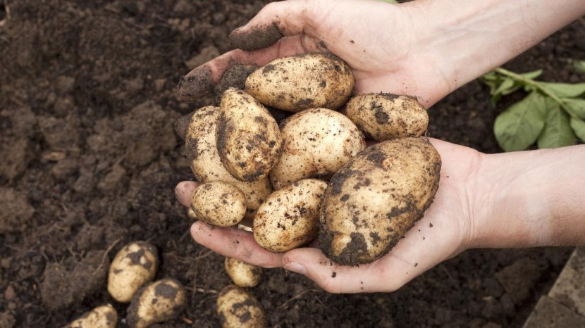 The Ultimate Guide to Growing Potatoes