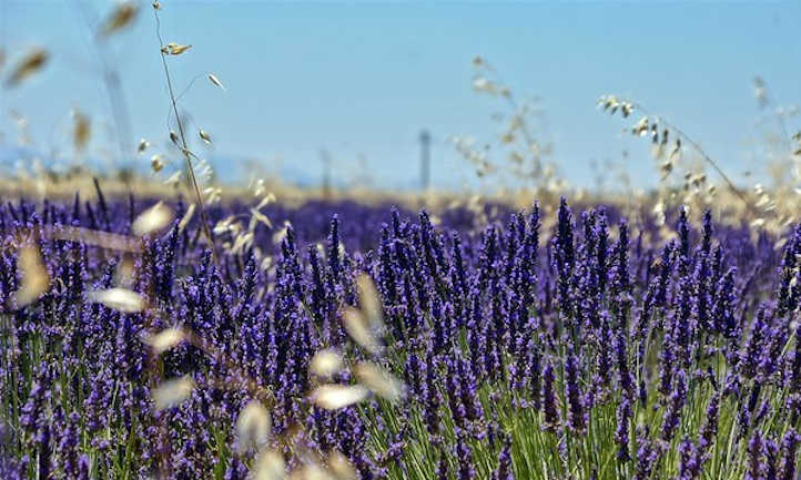 A Beginner's Guide to Lavender Growing