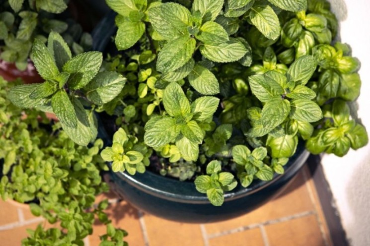 The Ultimate Guide to Herb Gardening for Beginners