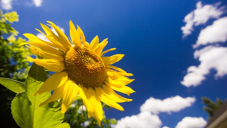 How to Grow Sunflowers in Your Garden