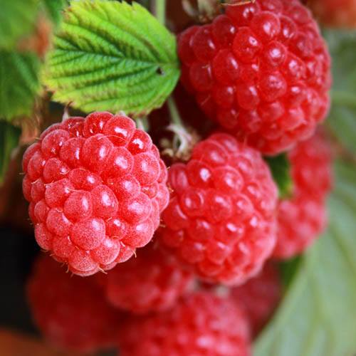 The Essential Guide To Raspberries To Grow In Pots