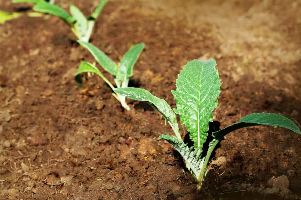 How to Plant and Grow Artichokes