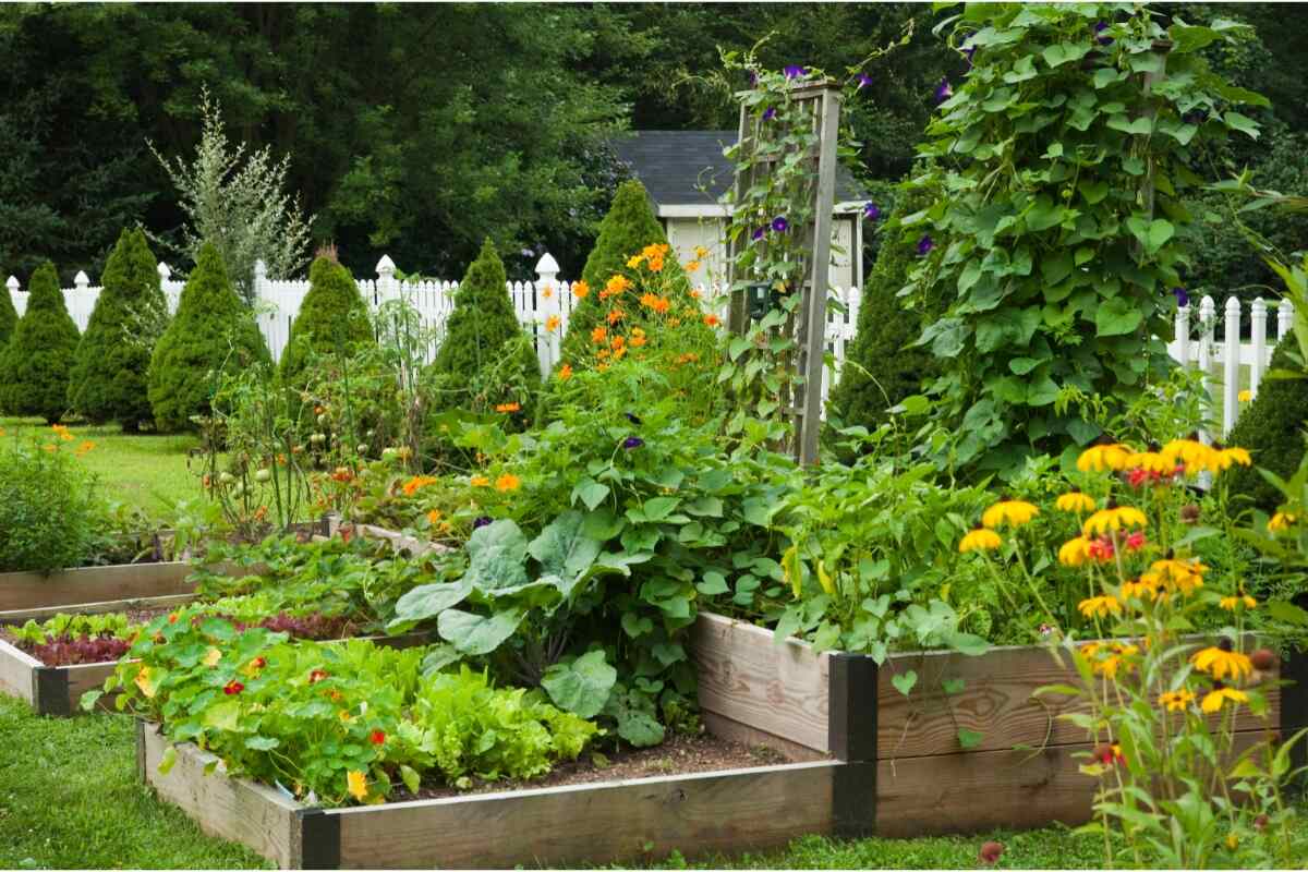 The Best Backyard Vegetable Garden Ideas for Beginners
