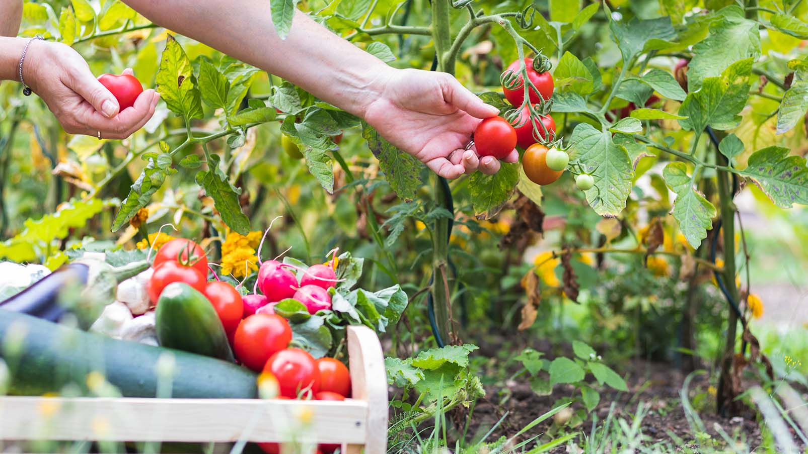How to Start a Vegetable Garden as a Beginner, According to Experts?