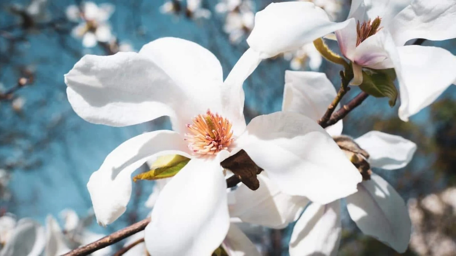 12 White Flowering Trees To Brighten Any Landscape 2024