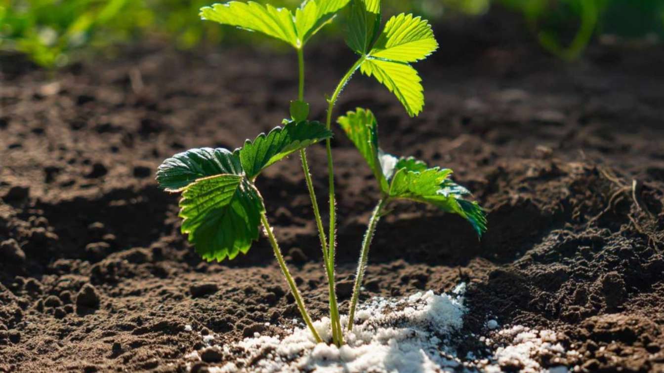 Common Mistakes to Avoid in Natural Fertilization