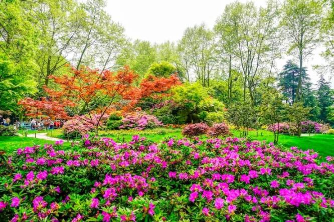 Best Flowers for Modern Garden