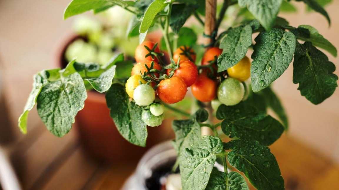 Put Neem Leaves on Top of Soil