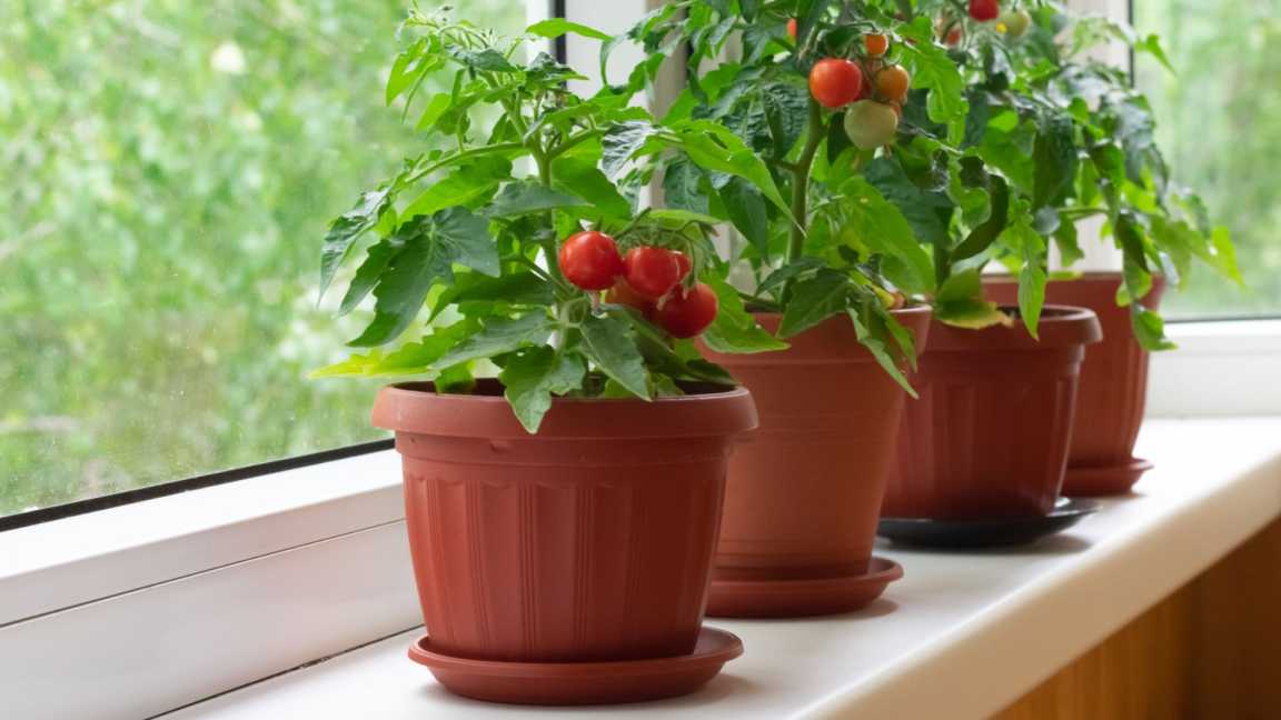 Use a Bigger Pot Than You Think