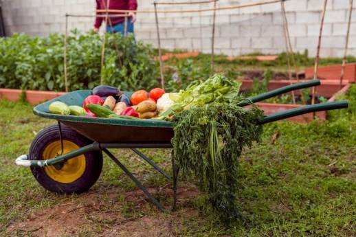 What to look for in a small garden vegetable