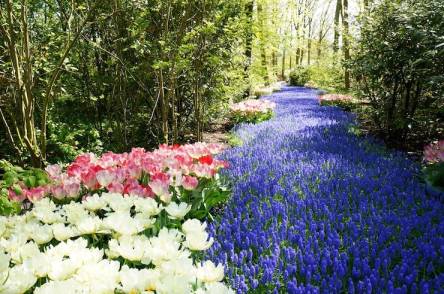 Long Bloomers