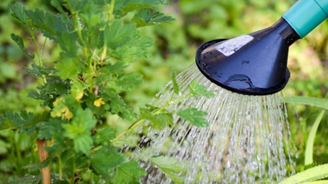 Watering When It Actually Matters