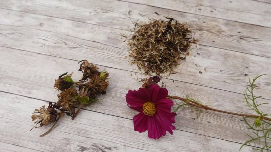 How to Harvest Cosmos for the Vase