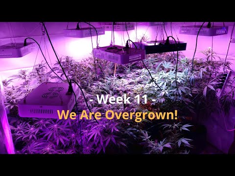 Cannabis Indoor Gardening #11  We Are Getting Overgrown!!!