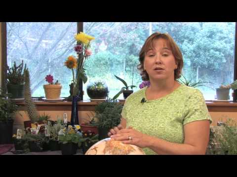 Flower Gardening Tips : How to Grow Nicotiana
