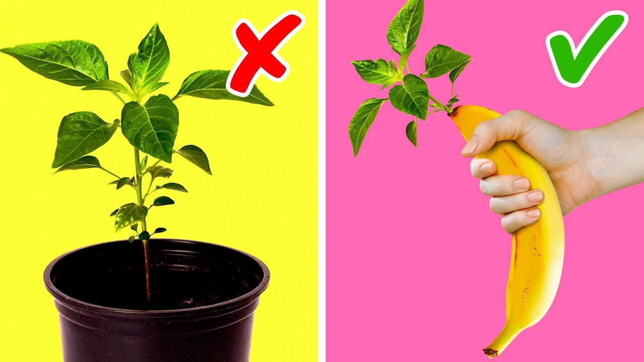20 UNBELIEVABLE PLANT LIFE HACKS YOU SHOULD TRY AT LEAST ONCE