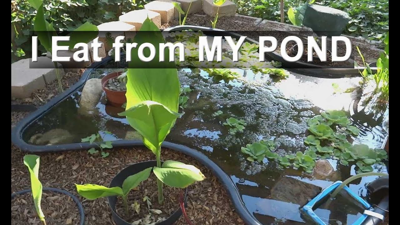 Fish Pond Plants Edible Water Celery Food for the Vegetable Garden