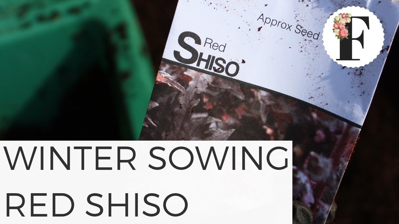 Winter Sowing Shiso in Unheated Greenhouse  Seed Starting Gardening for Beginners
