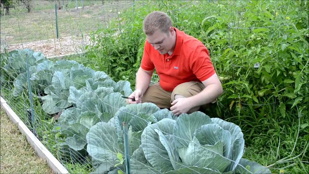 Texas Organic Spring Vegetable Garden 2012 Update #4 of 8