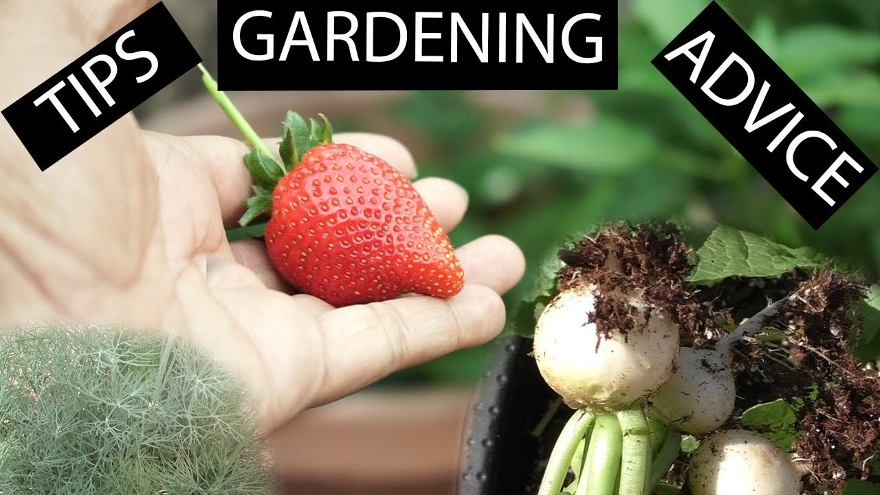 Garden Potpourri – Episode 3 – Gardening Tips, Advice & More!