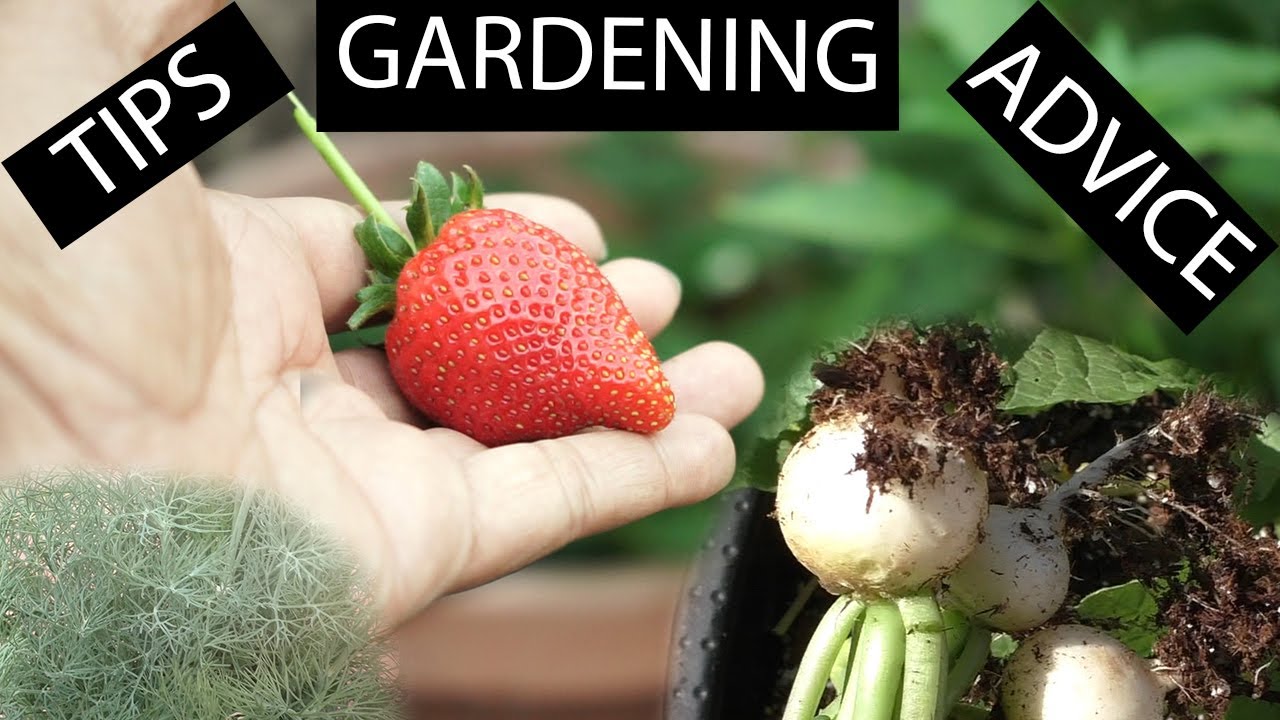 Garden Potpourri  Episode 3  Gardening Tips, Advice & More!