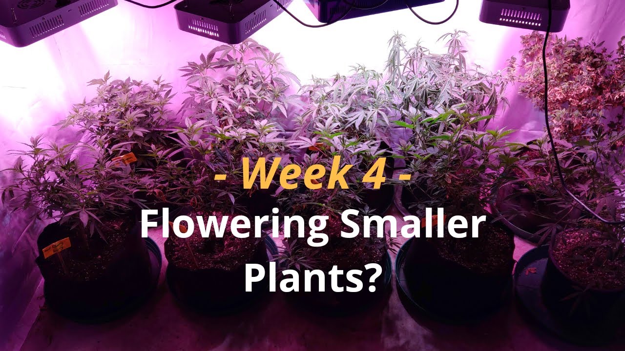 Cannabis Indoor Gardening #4  Flowering Smaller Plants?