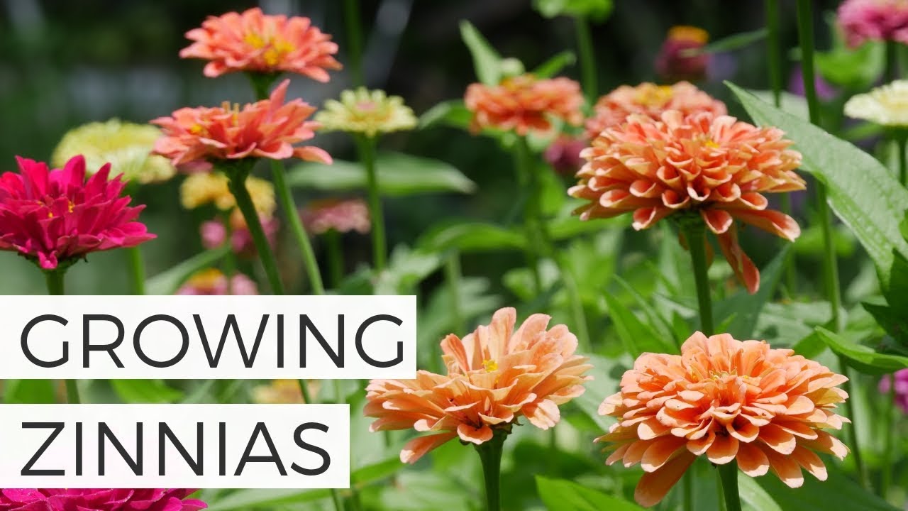 Planting Zinnias from Seed in the Cut Flower Garden