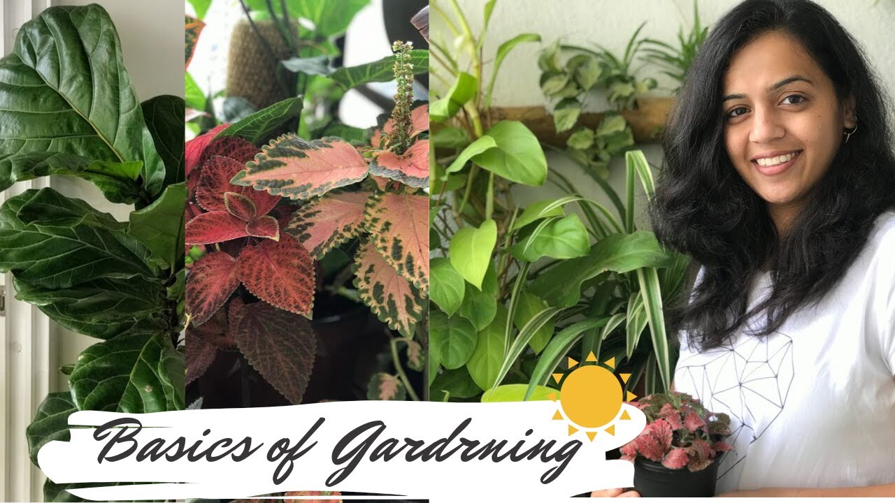 Basics of Indoor Gardening -Part 1| Sunlight |Garden Vibes