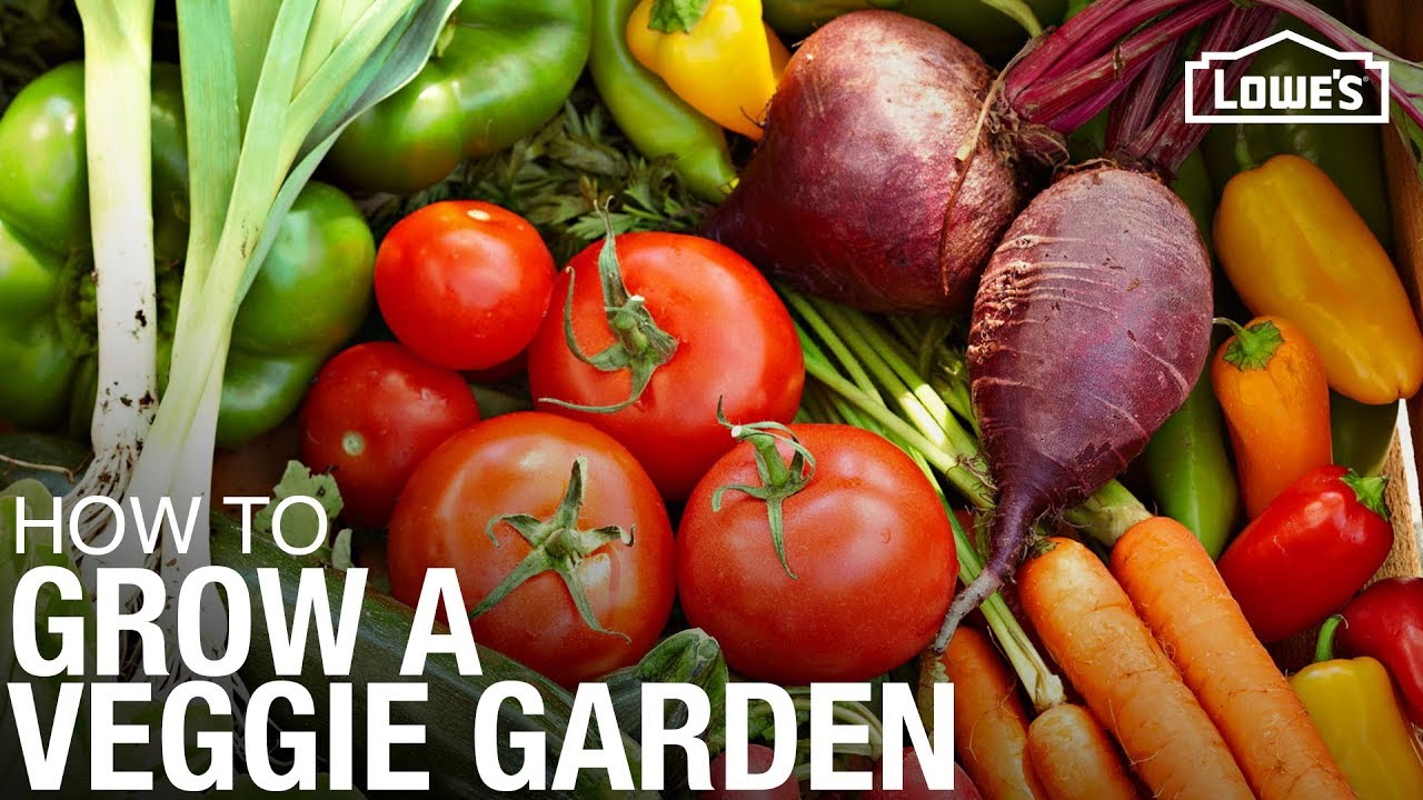 How to Grow a Vegetable Garden | Gardening Tips and Tricks