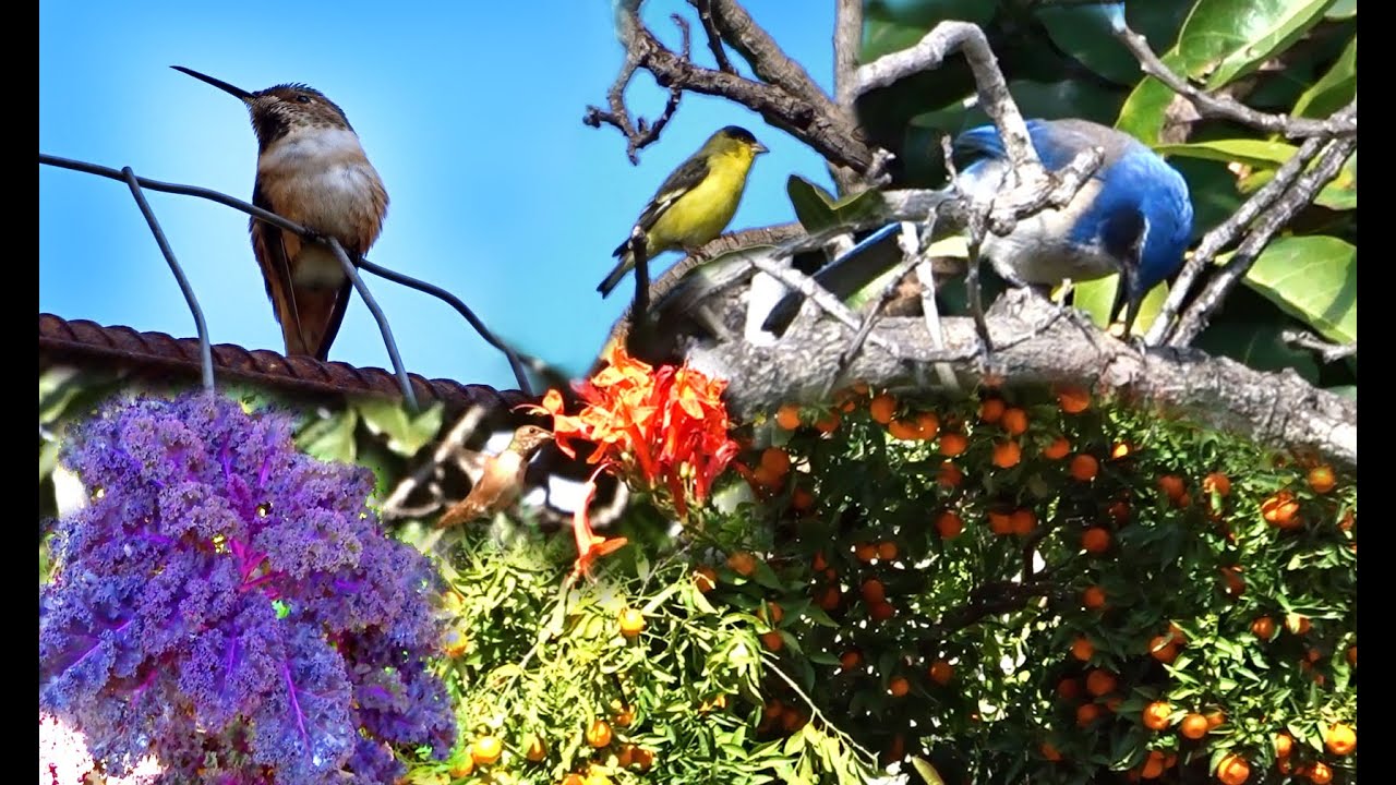 Vegetable Garden Nature Walk Hummingbird Birds Woodchips Fruit Trees Container Growing Food Forest