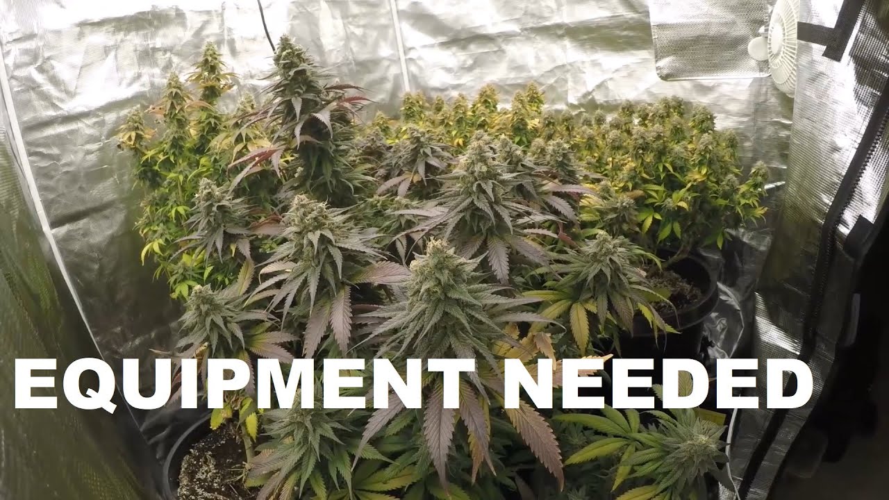 EQUIPMENT NEEDED TO START LEGAL PERSONAL CANNABIS INDOOR GARDEN  BEGINNERS GUIDE