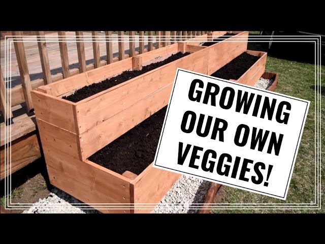 Growing Our Own Veggies! | DIY Raised Vegetable Garden