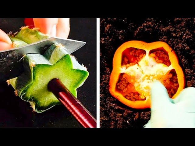 HOW TO GROW YOUR OWN PLANTS || 25 UNBELIEVABLY EASY PLANTING AND GARDENING LIFE HACKS