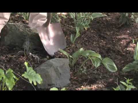 Gardening Tips : How to Grow Lily-of-the-Valley (Convallaria Majalis)