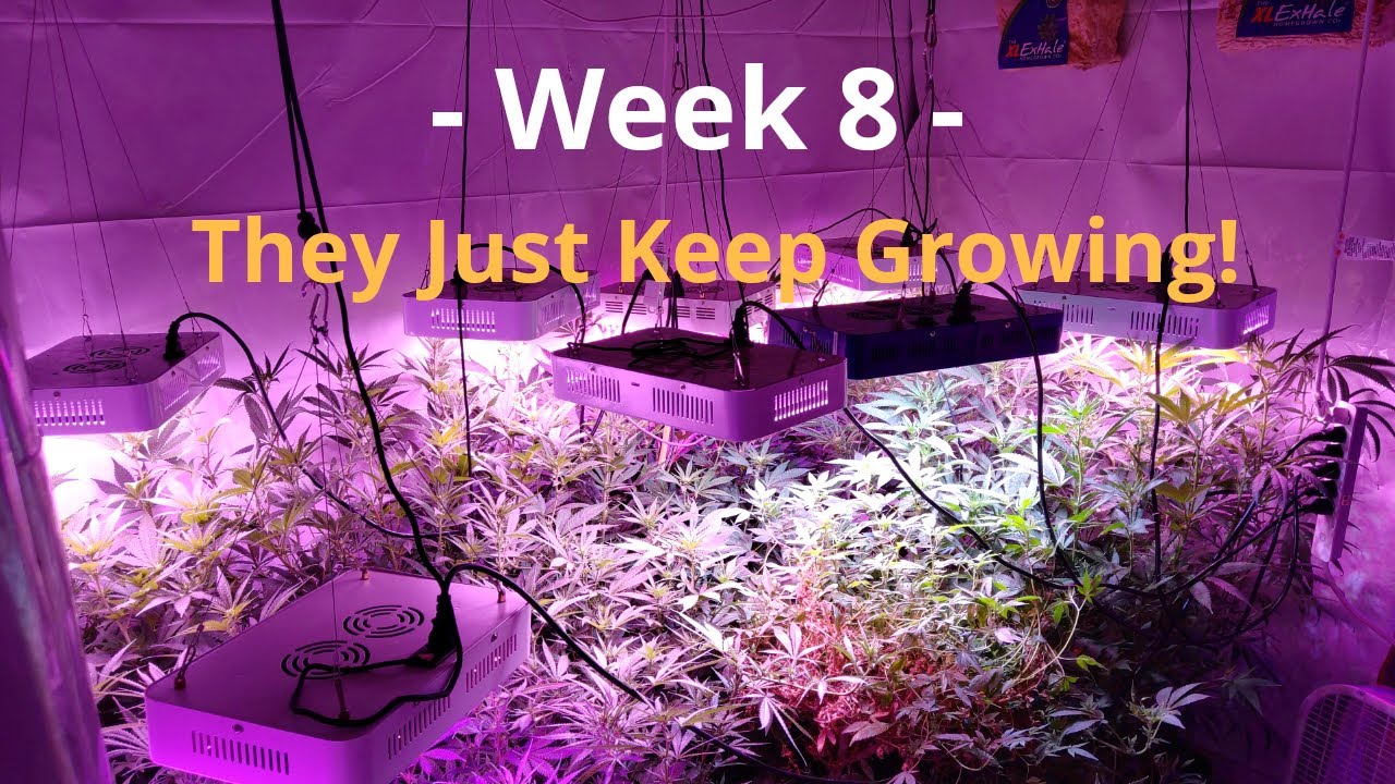 Cannabis Indoor Gardening #8  They Just Wont Stop Growing!
