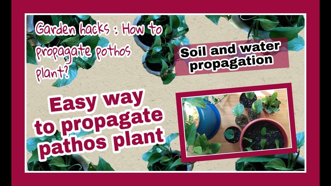Garden hacks : How to propagate pothos plant? | Easy way to propagate pothos plant