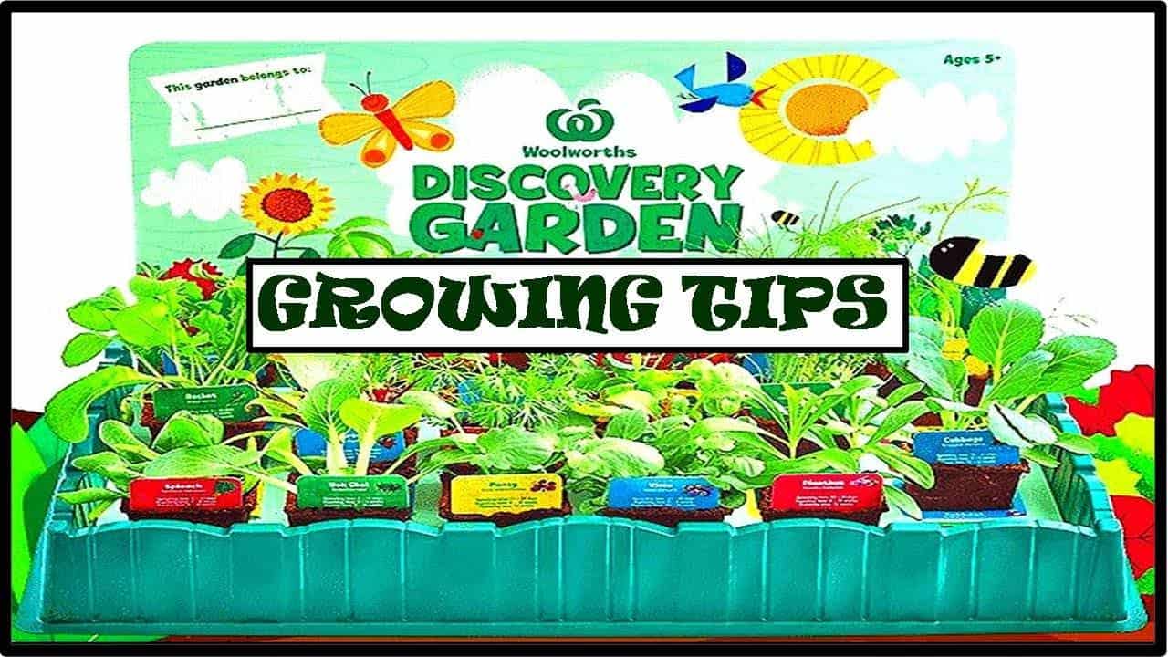 [UNBOXING] WOOLWORTHS DISCOVERY GARDEN HOW TO GROW THE PLANTS GARDENING TIPS