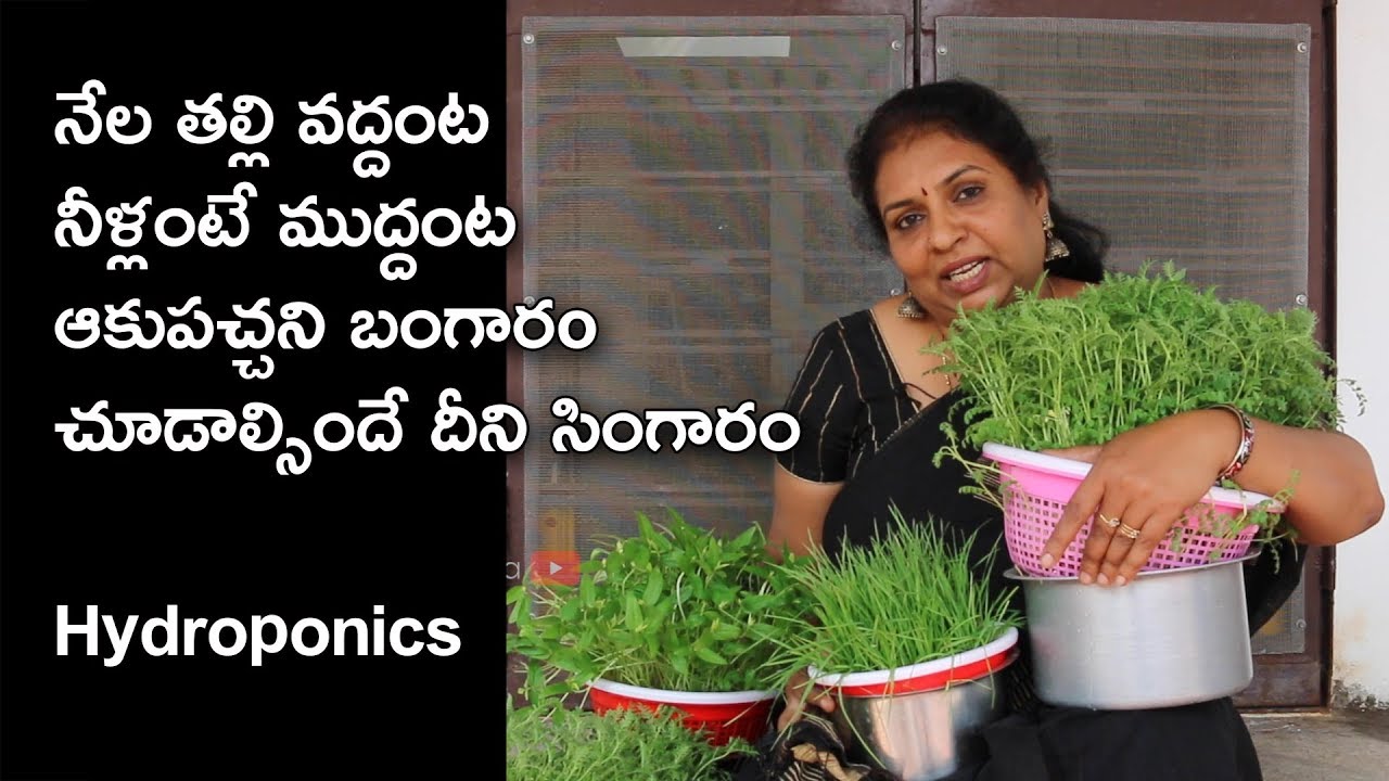 Hydroponics – At home for Beginners / Soilless Container Gardening / Go Green / Tips Official