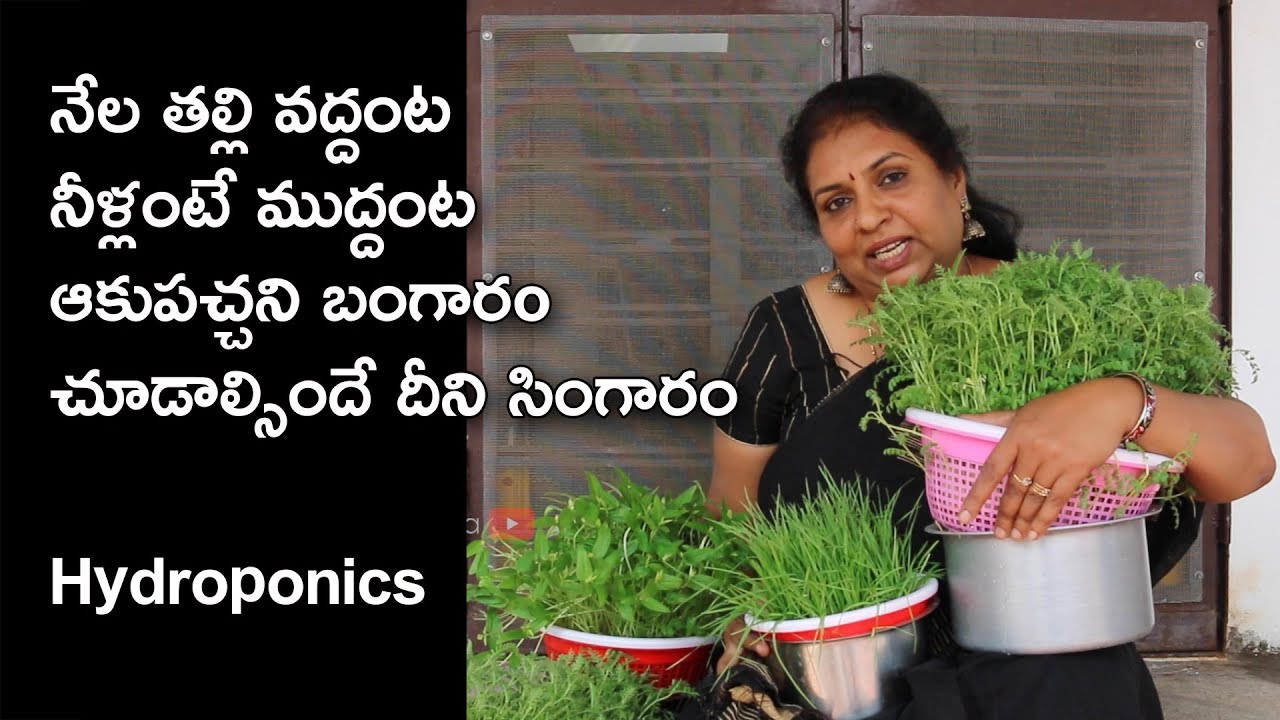 Hydroponics  At home for Beginners / Soilless Container Gardening / Go Green / Tips Official