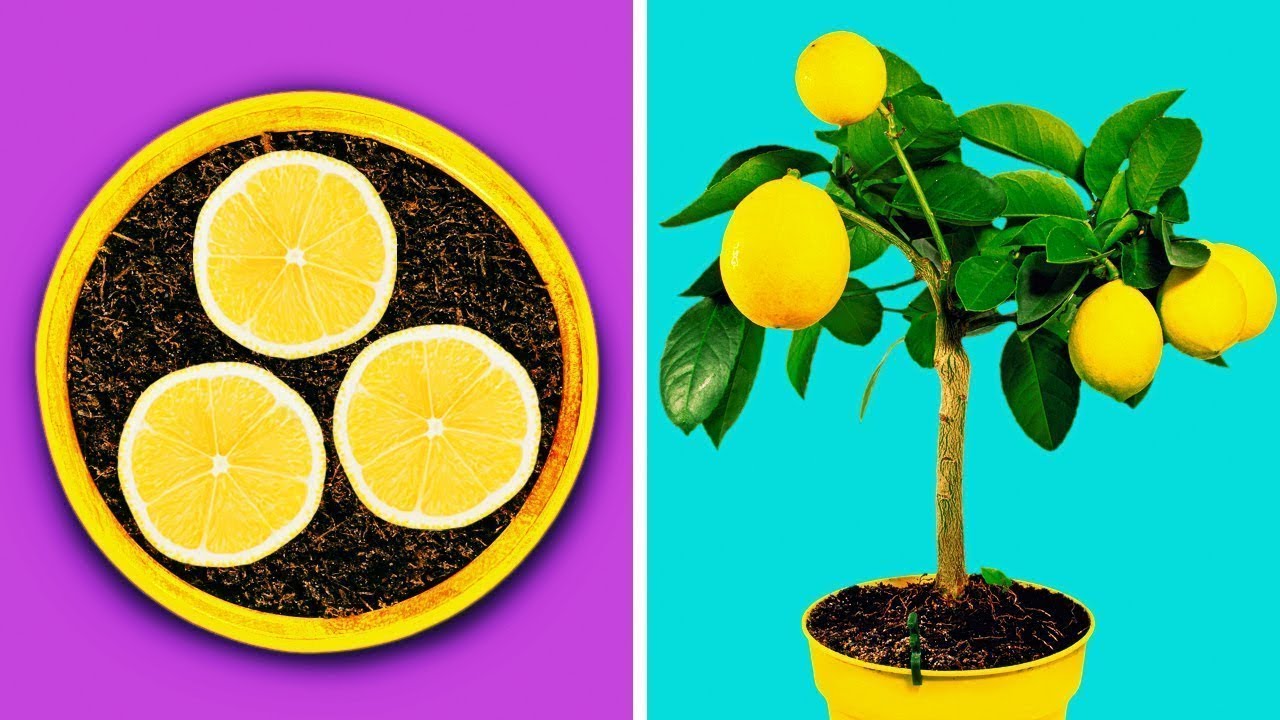 34 GENIUS GARDENING HACKS FOR YOU | GARDENING TIPS AND TRICKS 2020