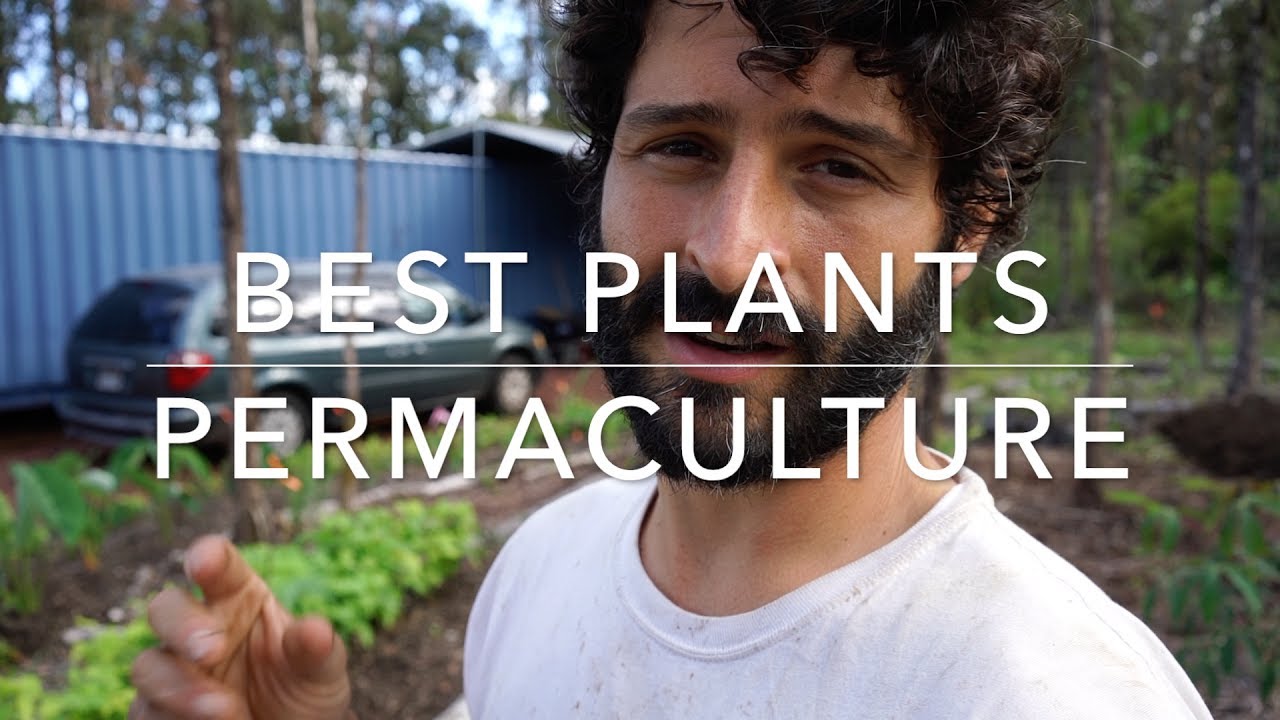 Best vegetables to grow in your garden -PERMACULTURE-