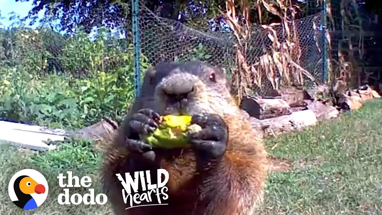 Guy Catches Adorable Groundhog Eating His Veggie Garden | The Dodo Wild Hearts