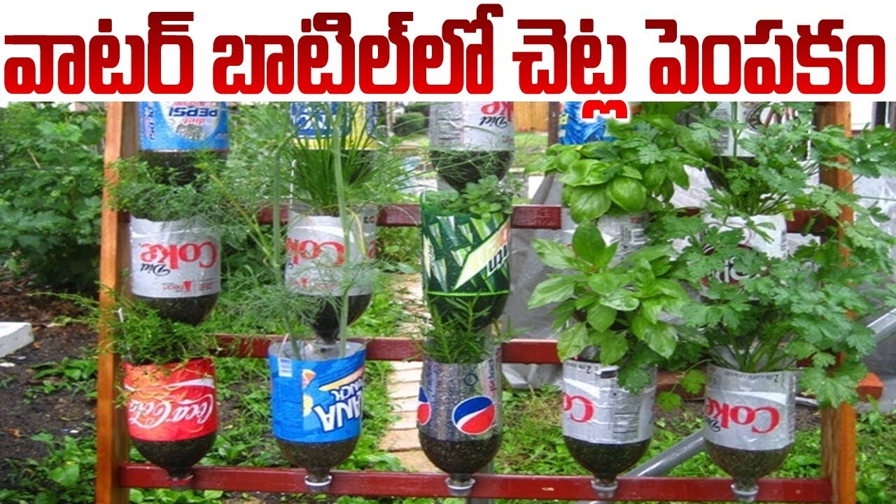 How to Grow Vegetables in Plastic Bottles || Terrace Garden Ideas || SumanTV Tree